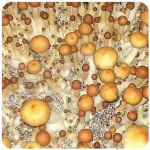 Псилоцибиновые (галлюциногенные)  грибы Psilocybin "Golden Teacher" в Новосокольниках